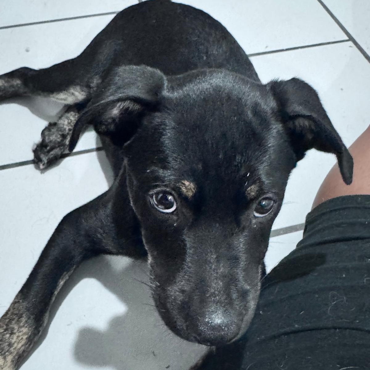 Frodo, a Adoptable mixed breed in Warren, NJ image 2/5