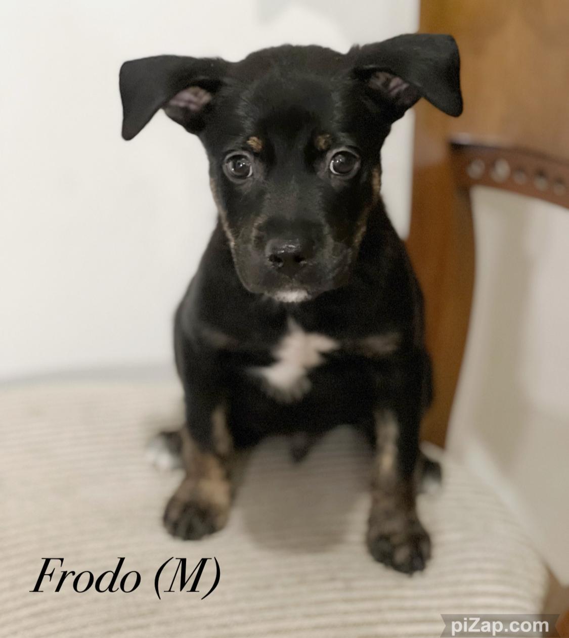 Frodo, Baby Male Mountain Cur
