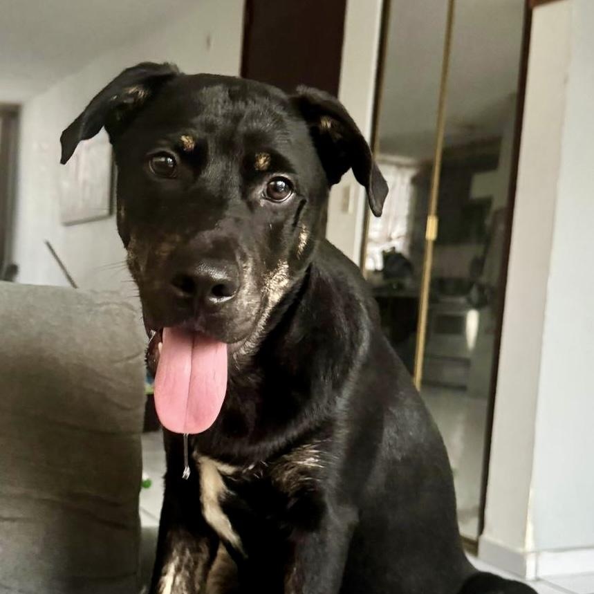 Frodo, Adoptable, Puppy Male Labrador Retriever.