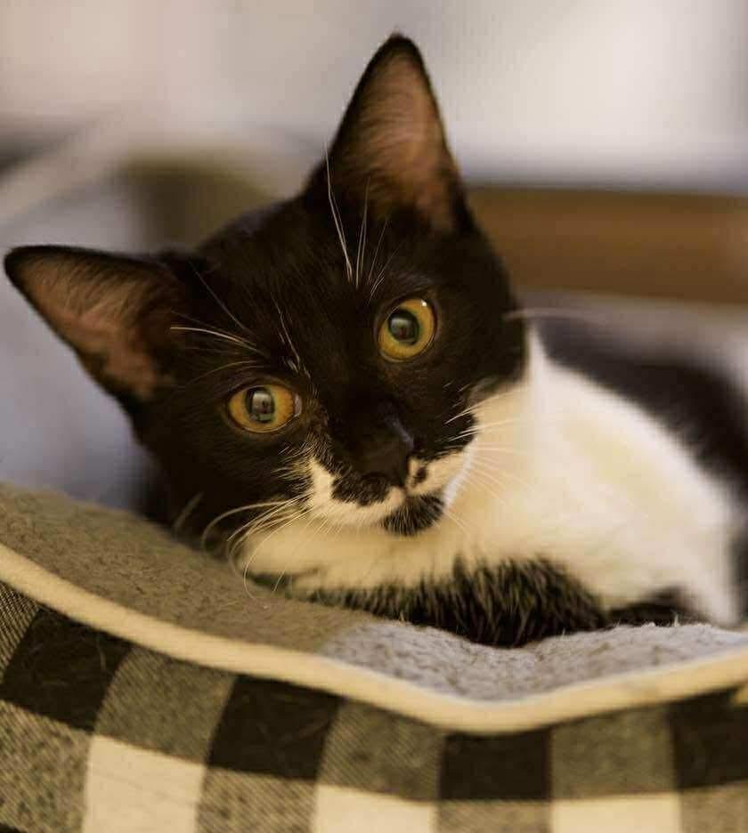 Macaroni (Aka Ricky), Adoptable, Kitten Female Domestic Short Hair.