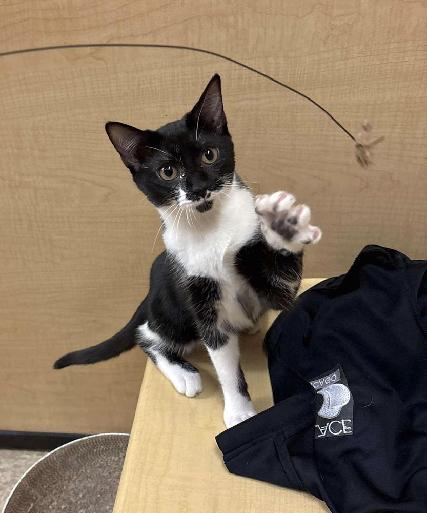 Enlarge Macaroni (Aka Ricky), a Adoptable Domestic Short Hair in Chicago, IL image 3/6