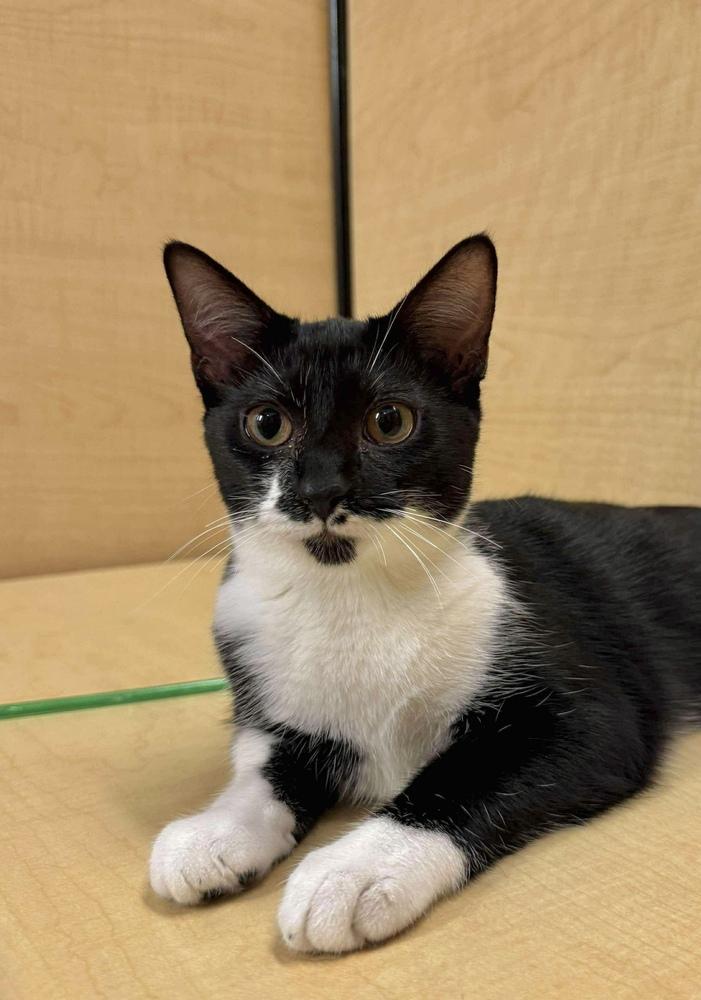 Enlarge Macaroni (Aka Ricky), a Adoptable Domestic Short Hair in Chicago, IL image 4/6