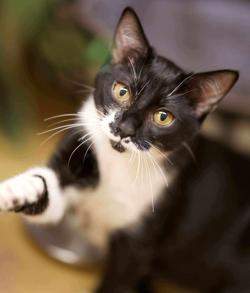 Macaroni (Aka Ricky), Adoptable, Kitten Female Domestic Short Hair.