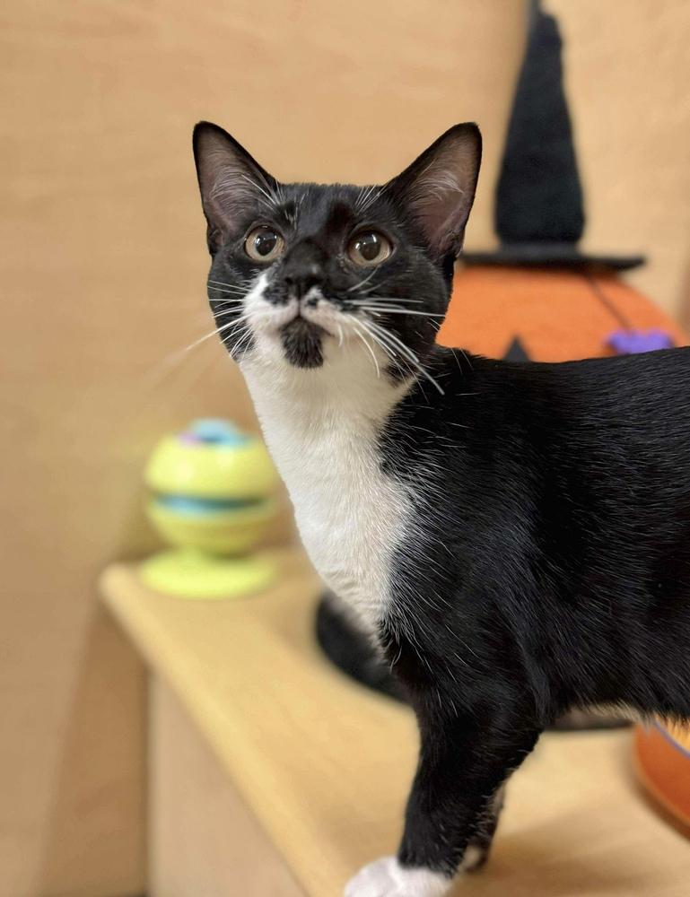 Enlarge Macaroni (Aka Ricky), a Adoptable Domestic Short Hair in Chicago, IL image 6/6