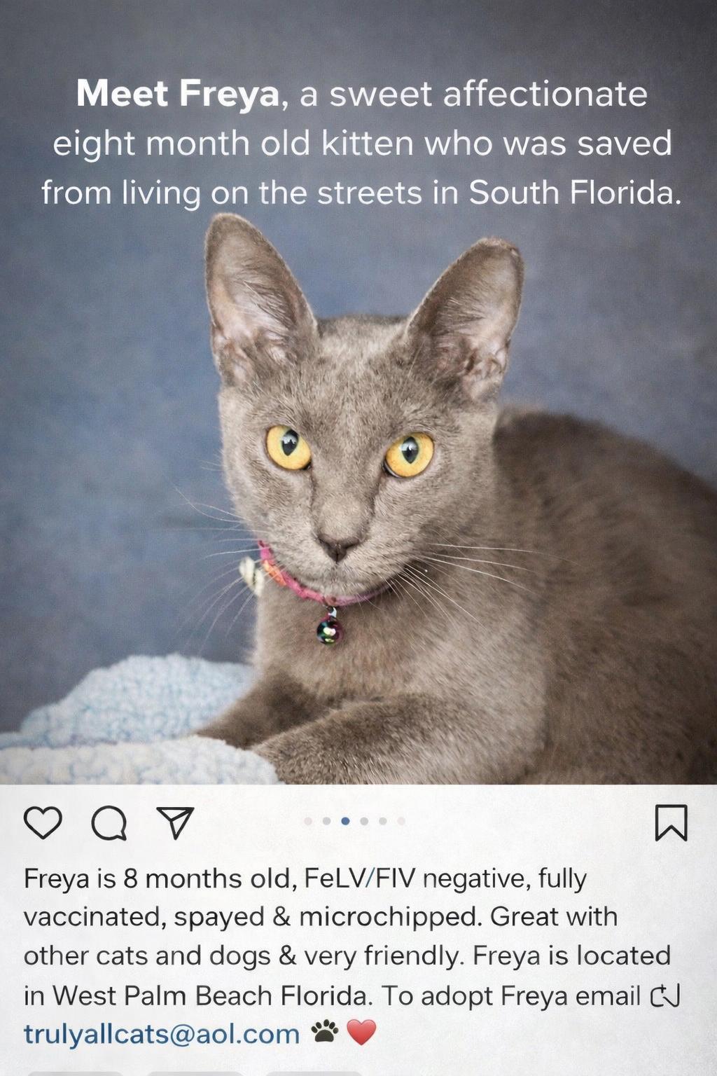Enlarge Freya, an adopted mixed breed in Lake Worth, FL image 1/1