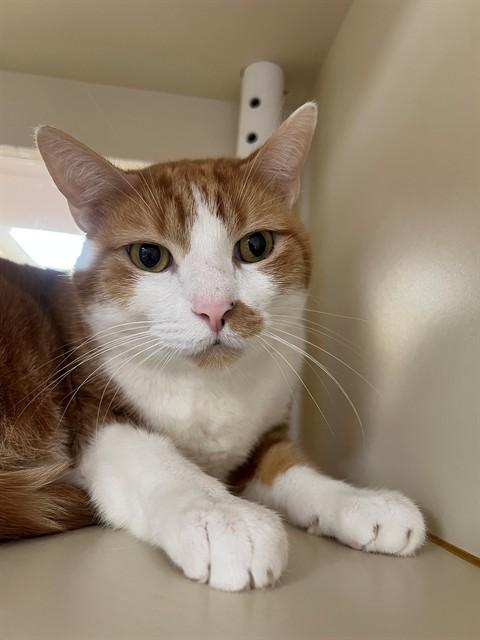 JAKE, Adoptable, Adult Male Domestic Short Hair.