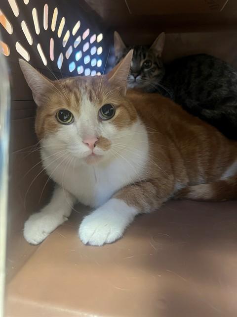 Enlarge JAKE, a Adoptable Domestic Short Hair in Blythe, CA image 1/1