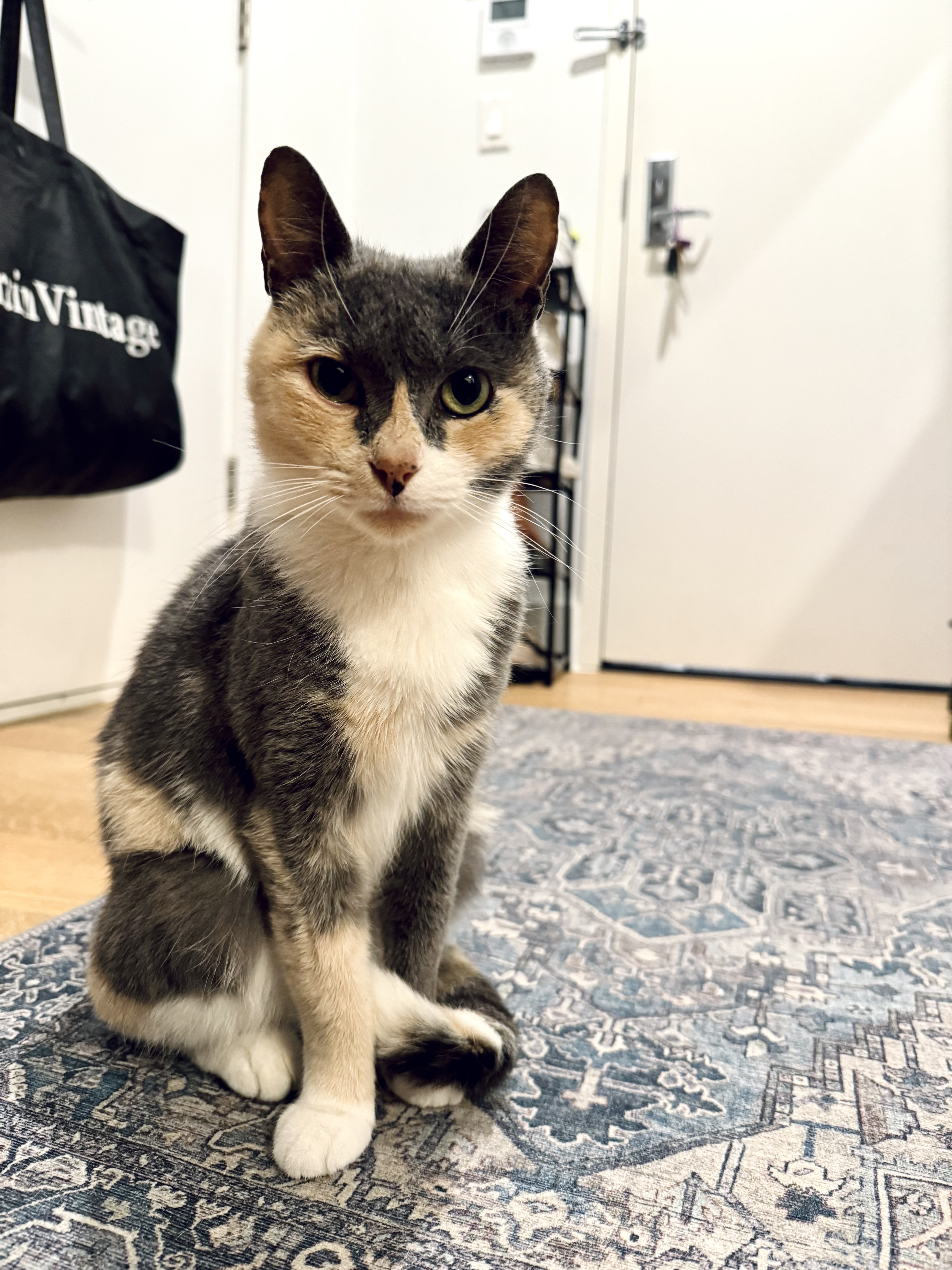 Mona, Adopted, Adult Female Domestic Short Hair.