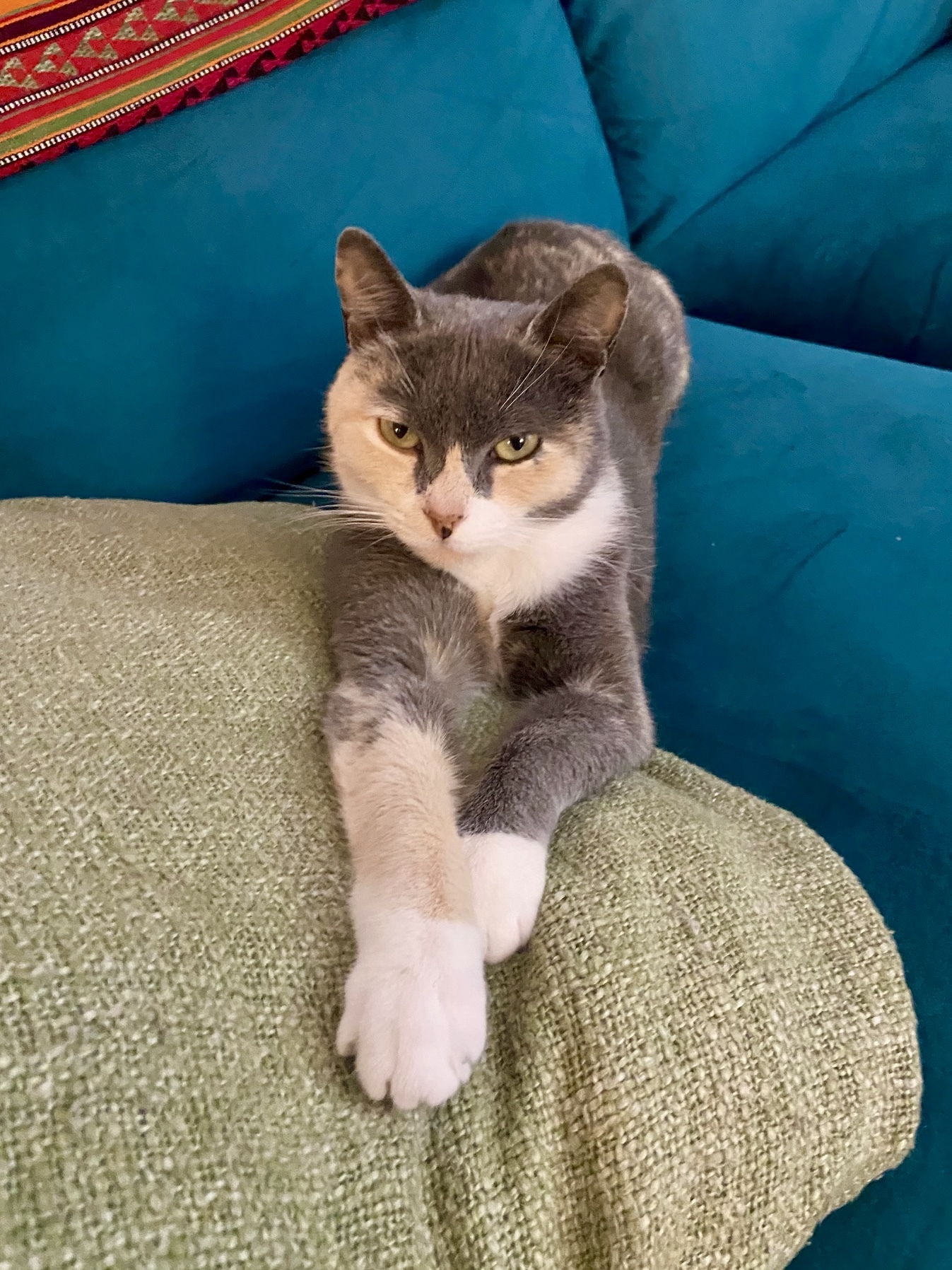 Enlarge Mona, a Adopted Domestic Short Hair in Brooklyn, NY image 2/6