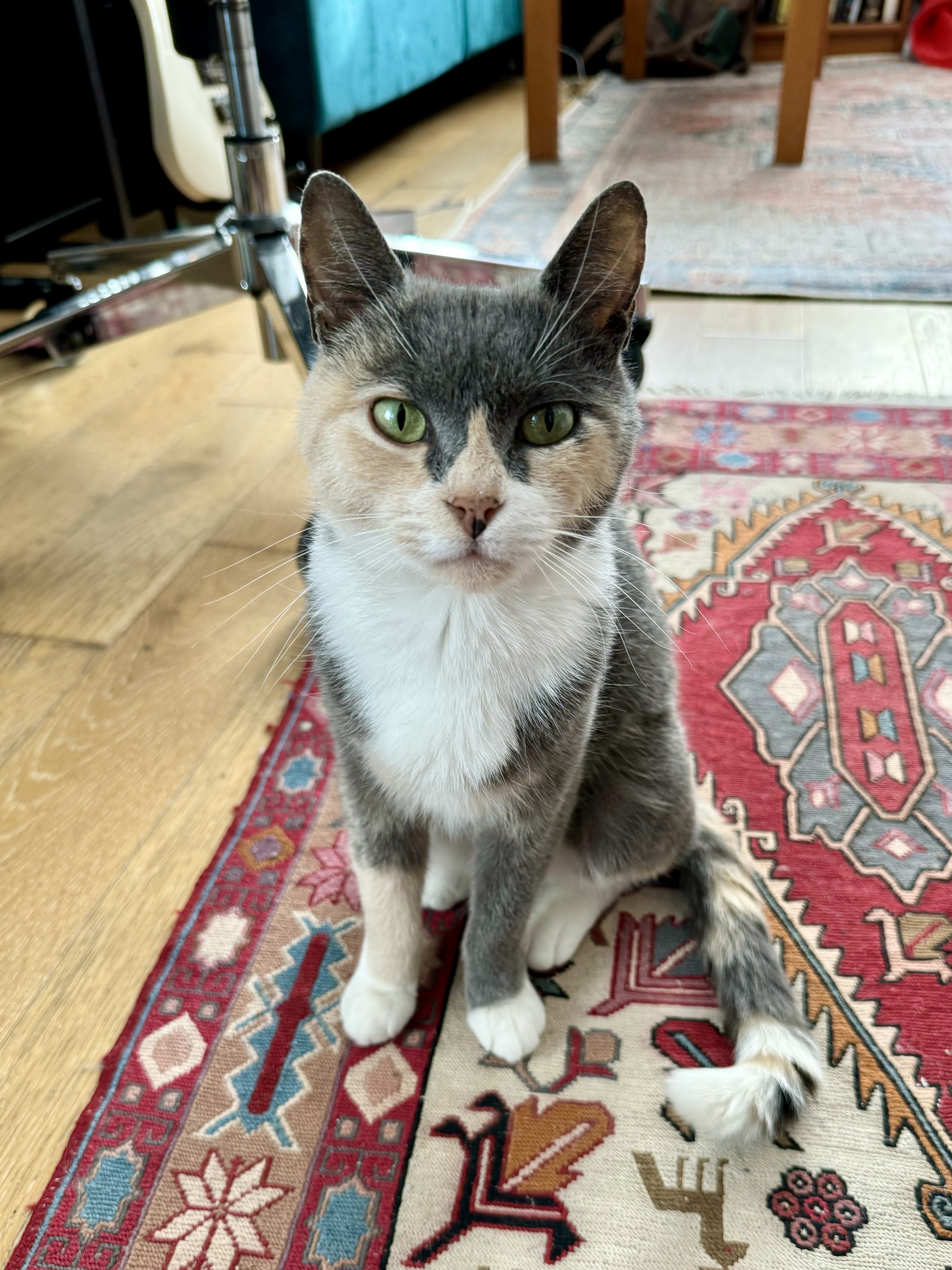 Enlarge Mona, a Adopted Domestic Short Hair in Brooklyn, NY image 3/6