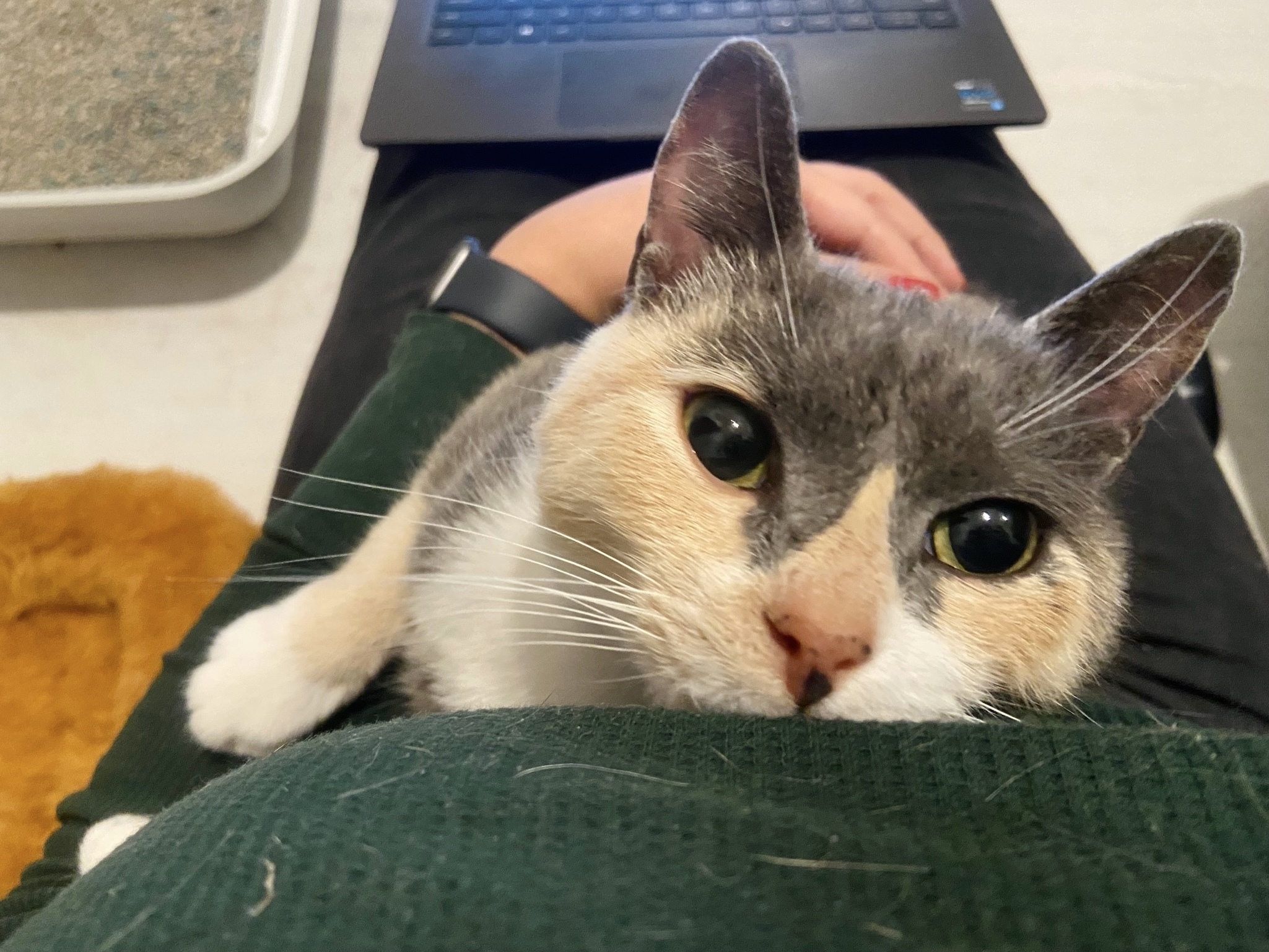 Enlarge Mona, a Adopted Domestic Short Hair in Brooklyn, NY image 4/6