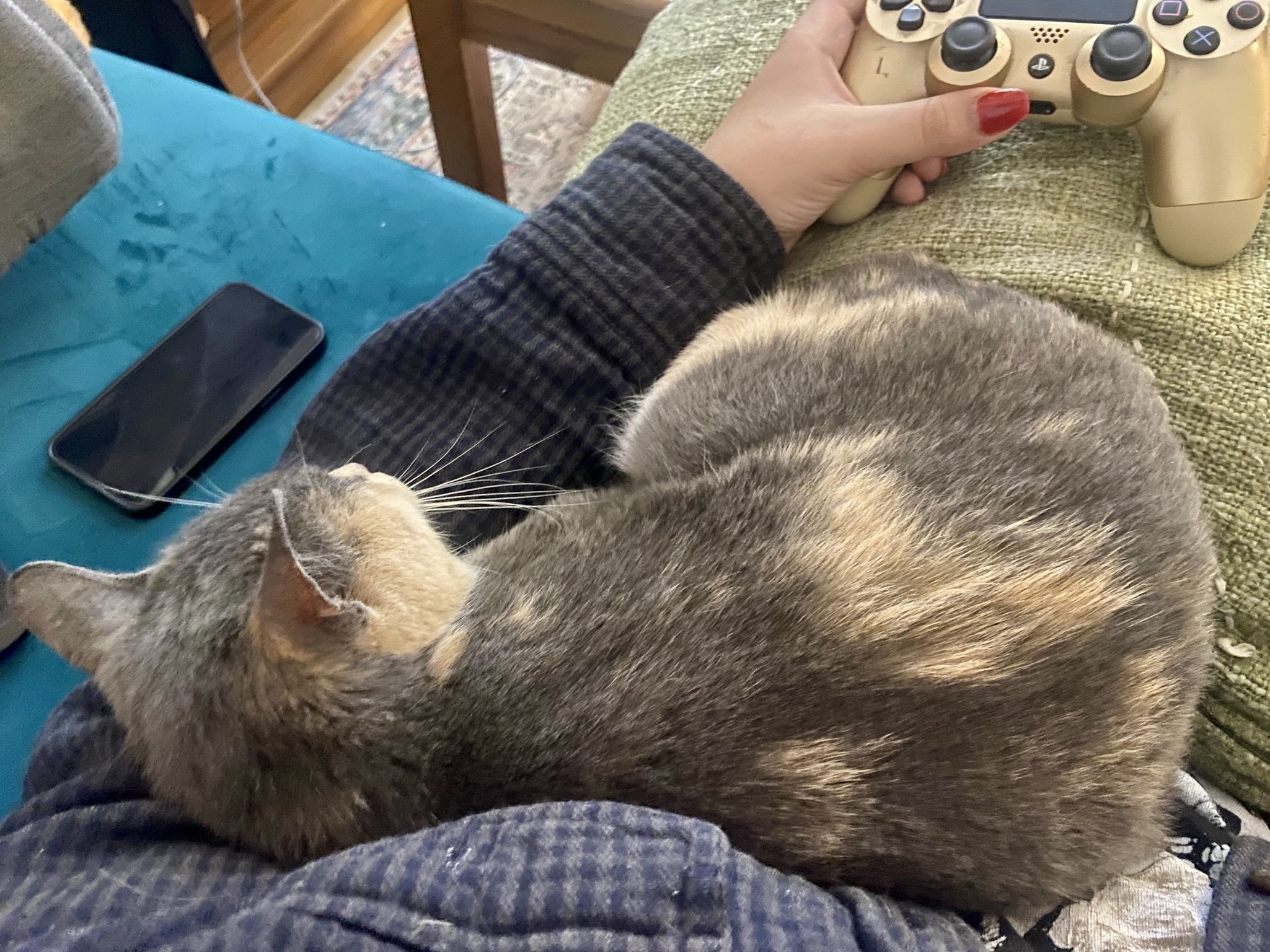 Enlarge Mona, a Adopted Domestic Short Hair in Brooklyn, NY image 5/6