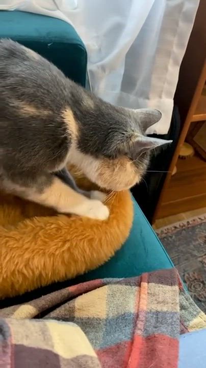 Enlarge Mona, a Adopted Domestic Short Hair in Brooklyn, NY video 6/6