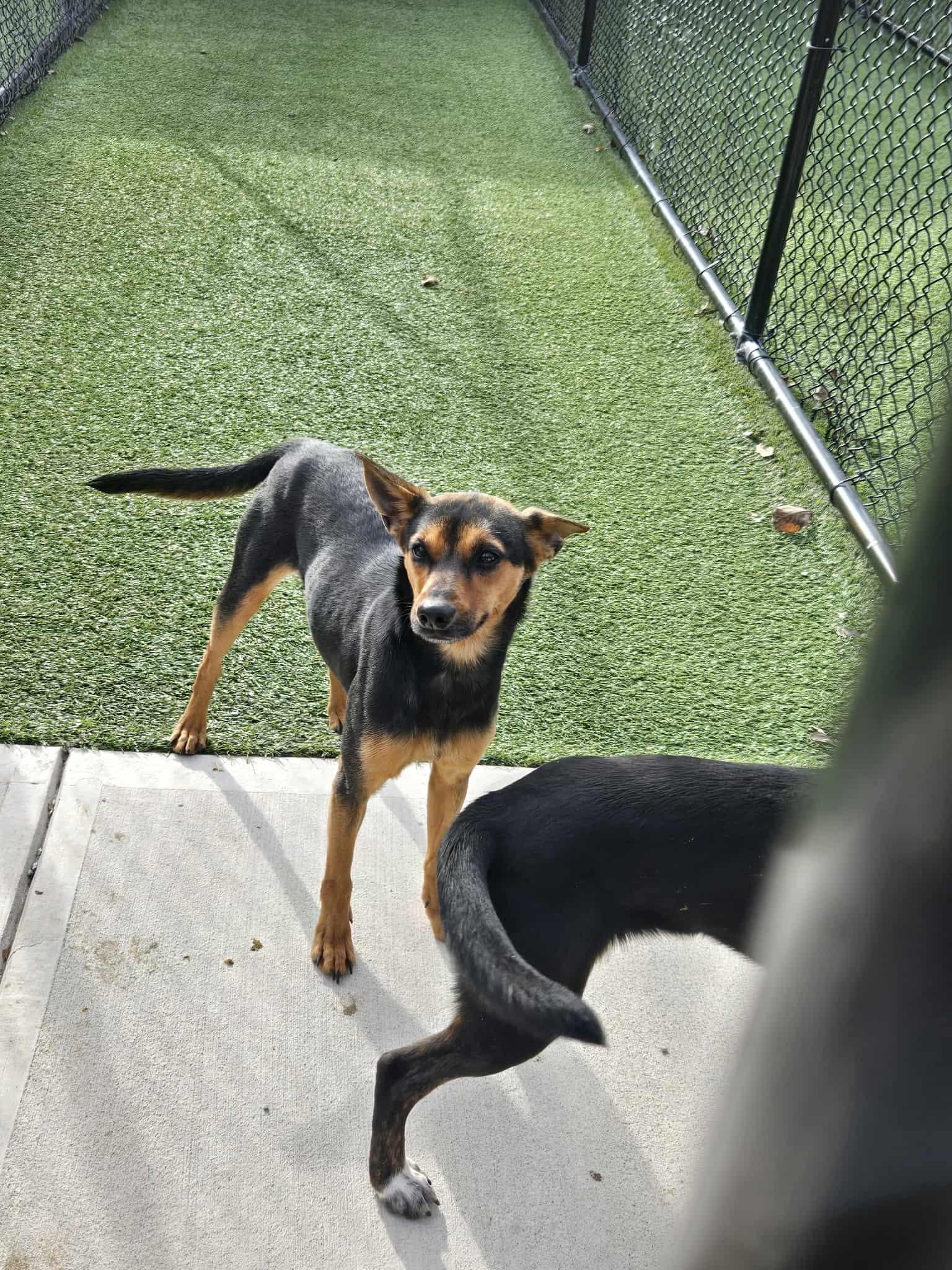 Winslett, Adoptable, Young Female Miniature Pinscher.
