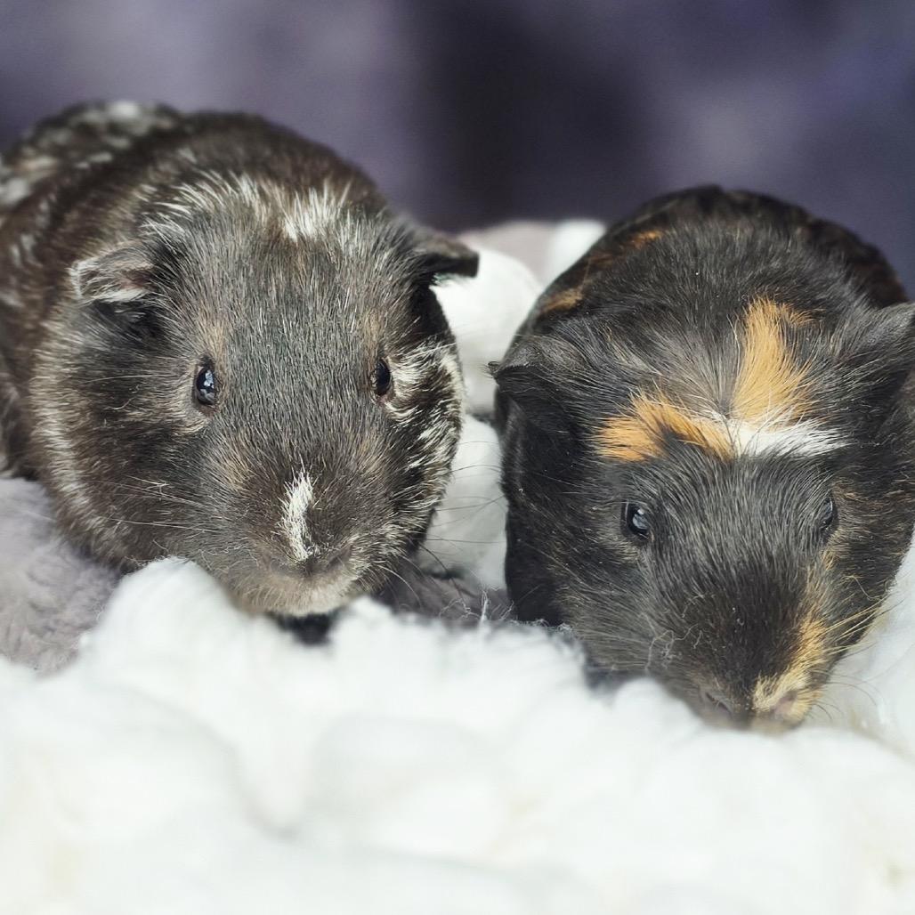 Enlarge Foggy, a Adoptable Guinea Pig in Brownsboro, AL image 1/3