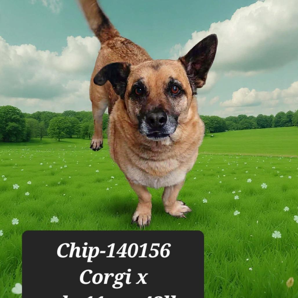 Chip, Adoptable, Senior Male Cardigan Welsh Corgi.
