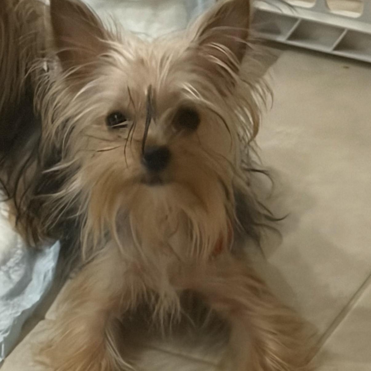 Enlarge Mike, an adopted Yorkshire Terrier in Boca Raton, FL image 2/3