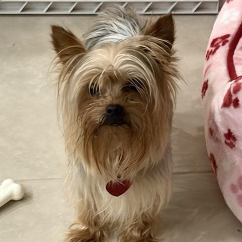 Enlarge Mike, an adopted Yorkshire Terrier in Boca Raton, FL image 1/3