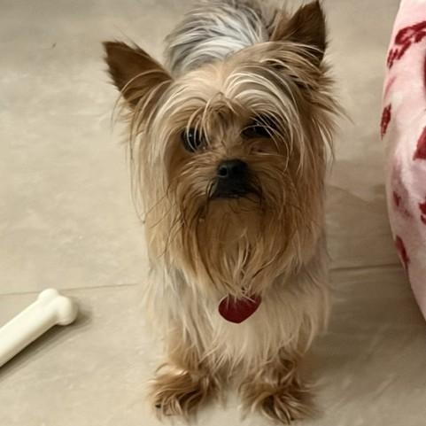 Enlarge Mike, an adopted Yorkshire Terrier in Boca Raton, FL image 3/3