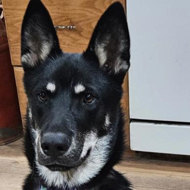 Frida, a Adoptable Shepherd in Lakewood, CO image 1/2