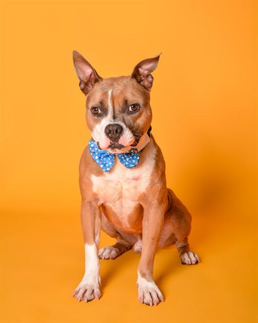 FRANZ FERDINAND, Adoptable, Young Male American Staffordshire Terrier.