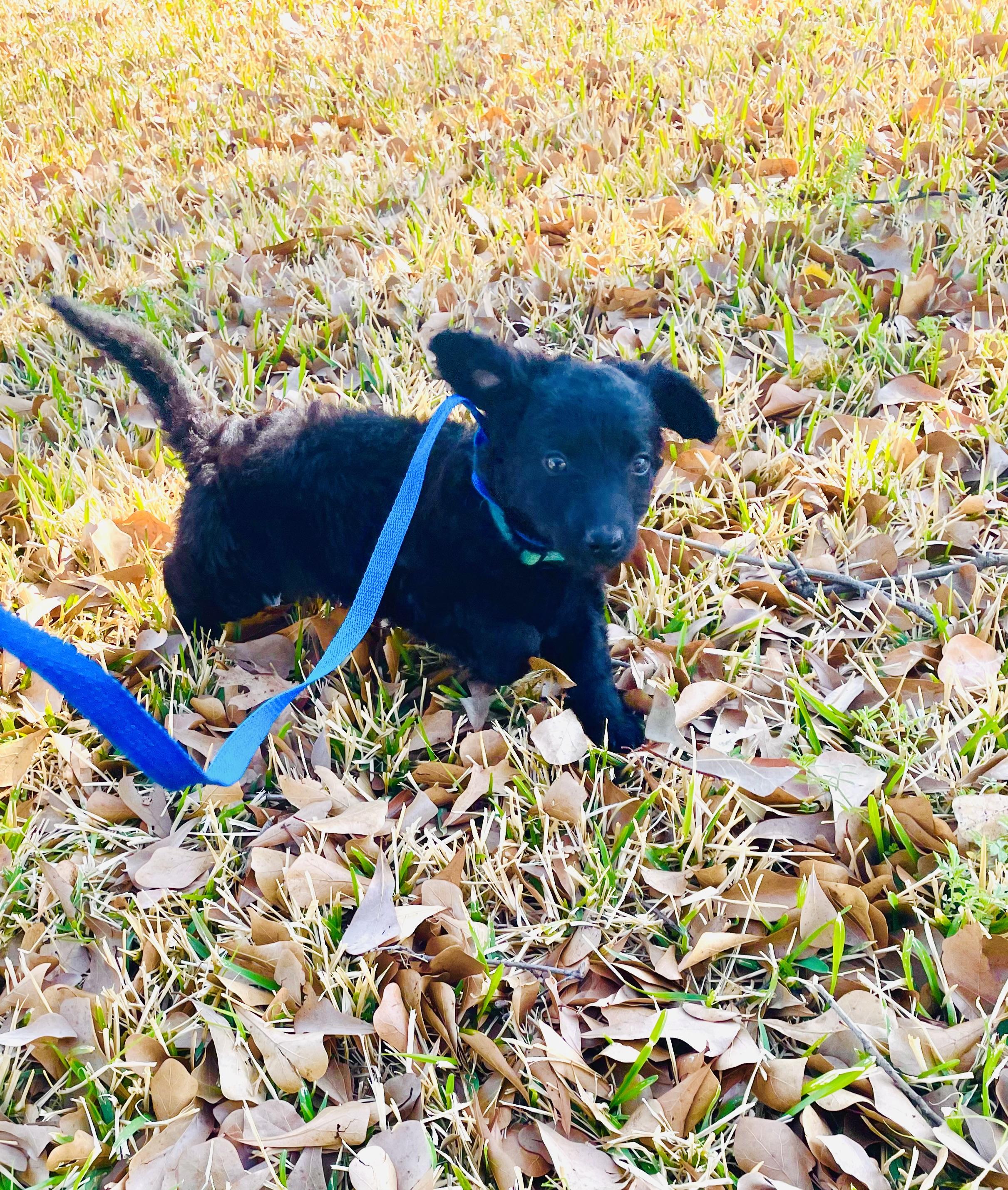 Charlie, an adoptable mixed breed in Arlington, TX image 2/3