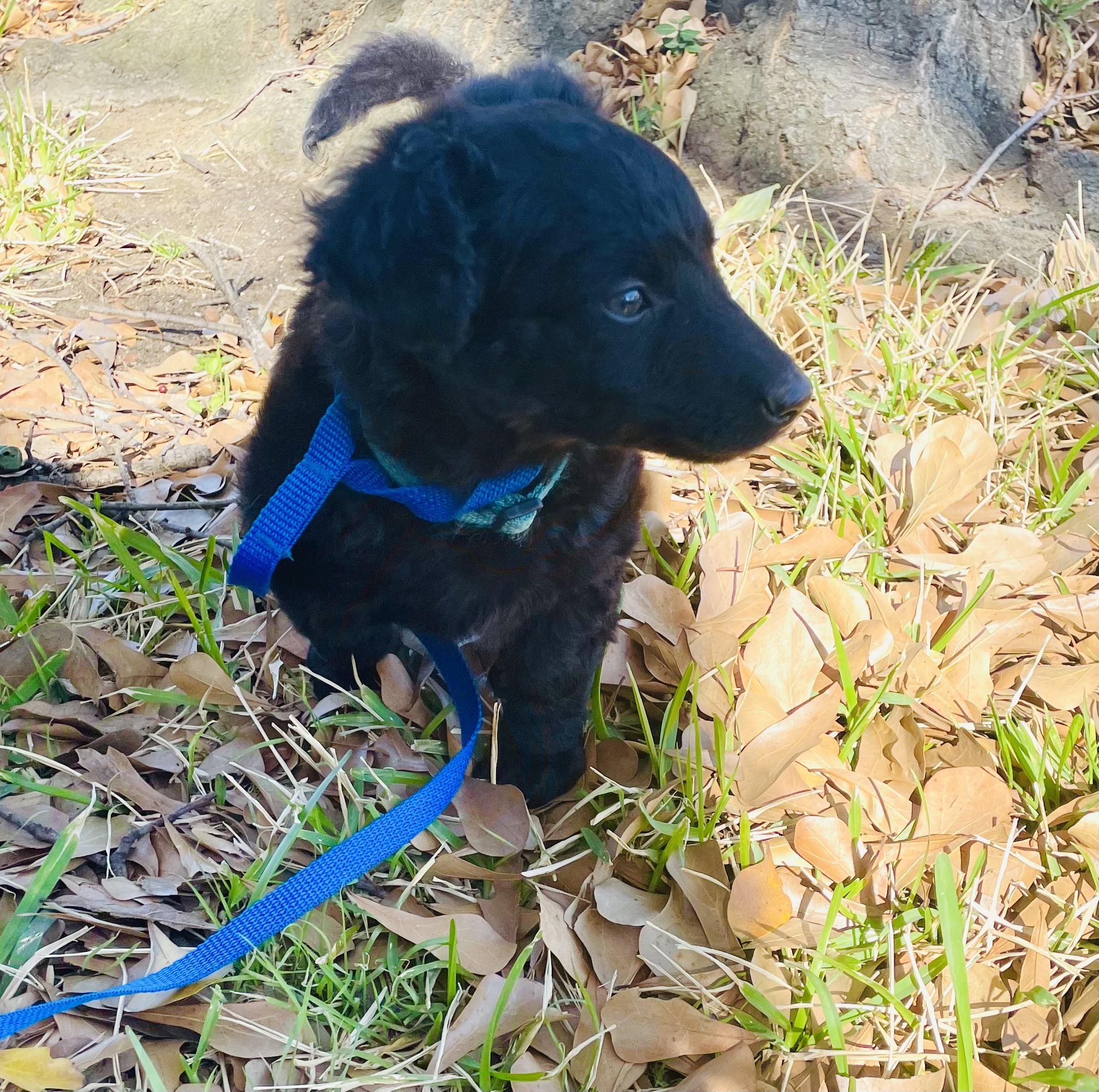 Charlie, an adoptable mixed breed in Arlington, TX image 3/3