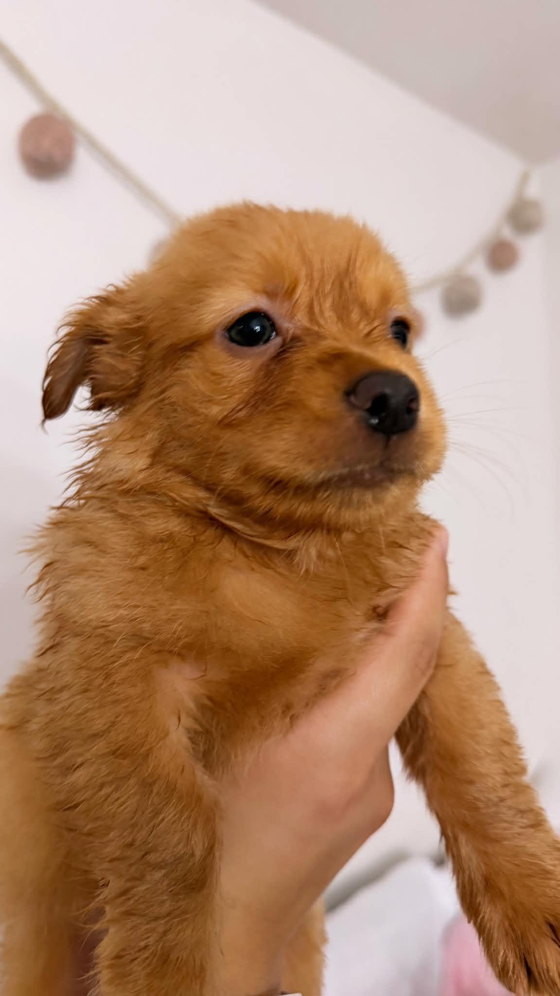 Archie, ADOPTABLE, Puppy Male Mixed Breed & Chihuahua.