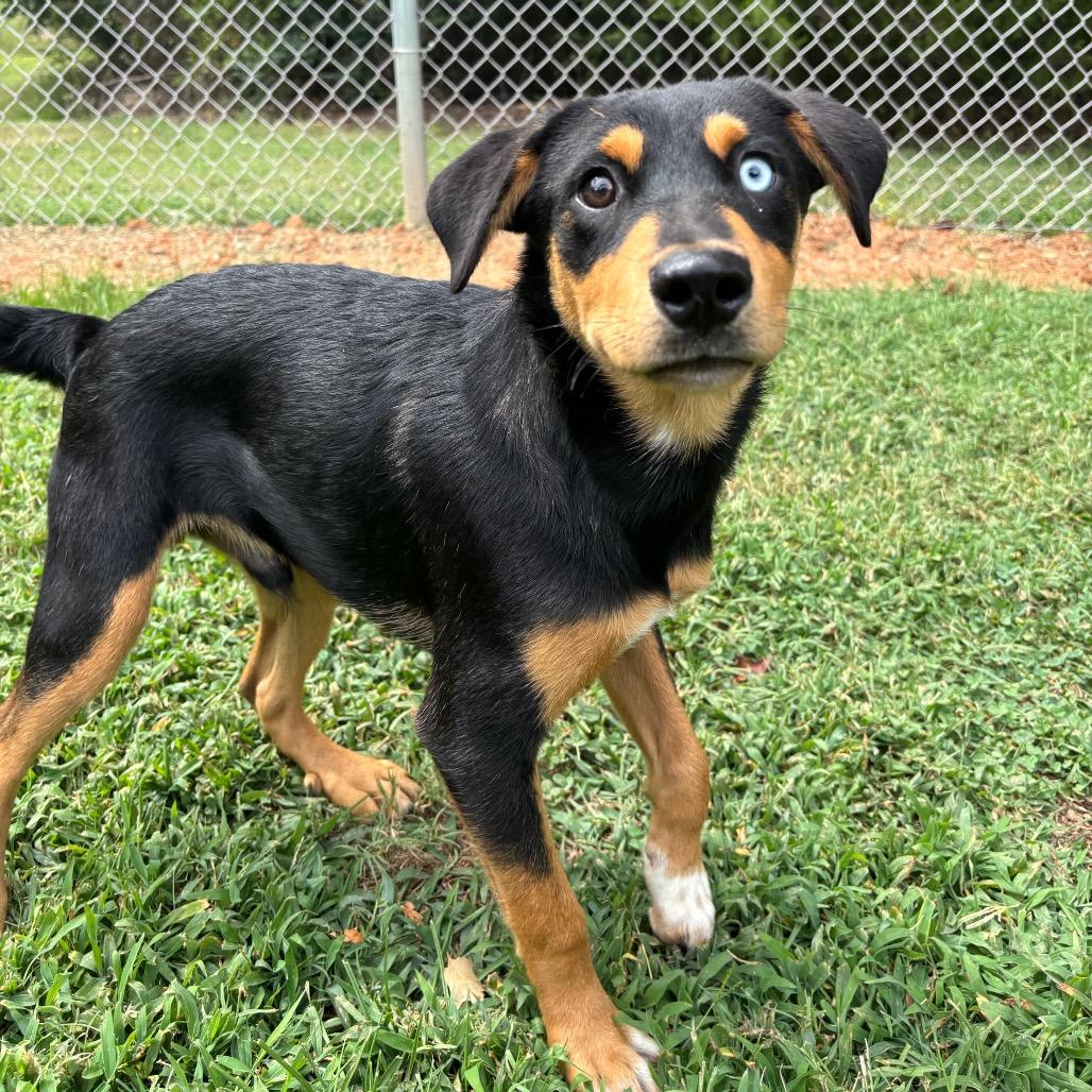 Enlarge Gibson, a Adoptable Border Collie in Roxboro, NC image 1/6
