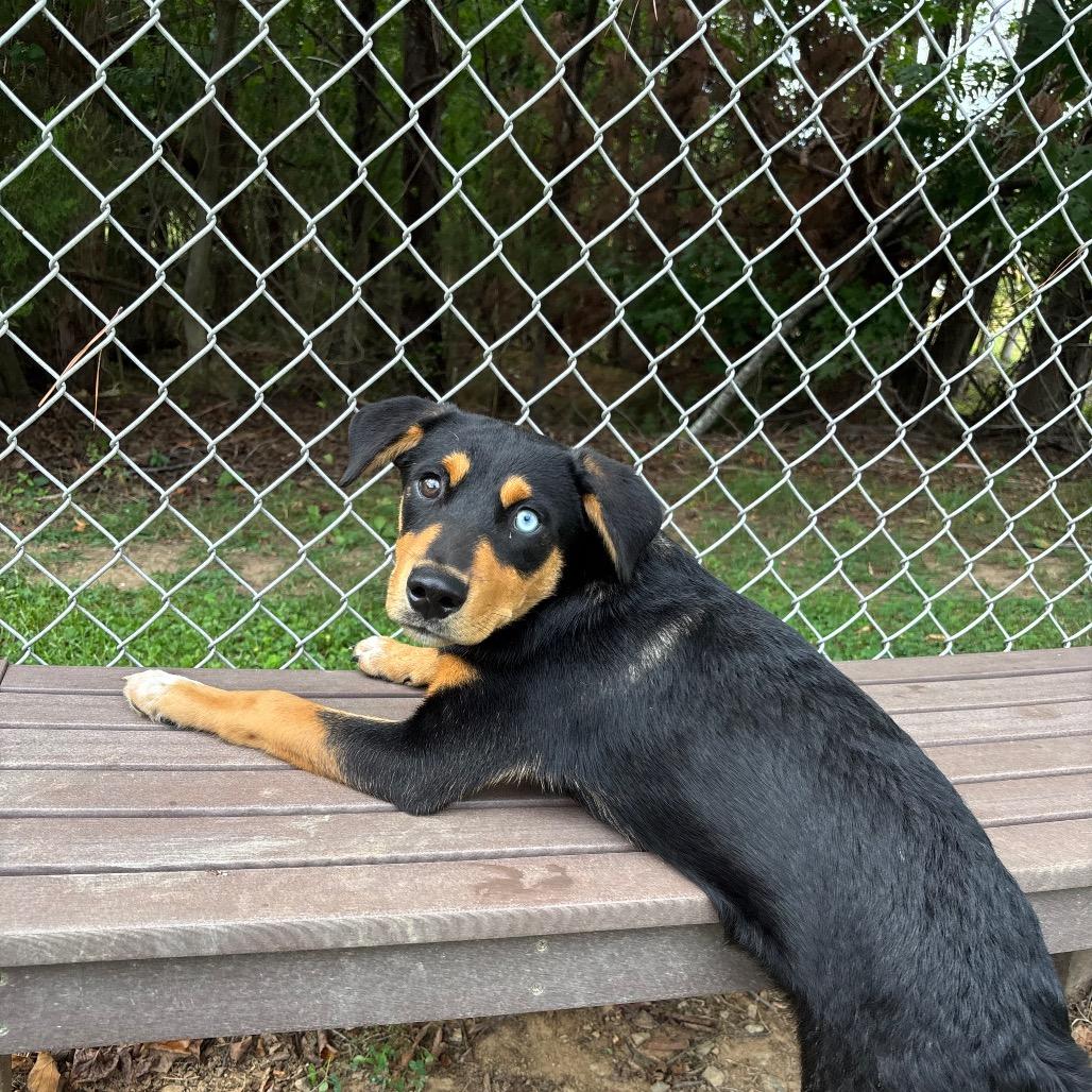 Enlarge Gibson, a Adoptable Border Collie in Roxboro, NC image 2/6