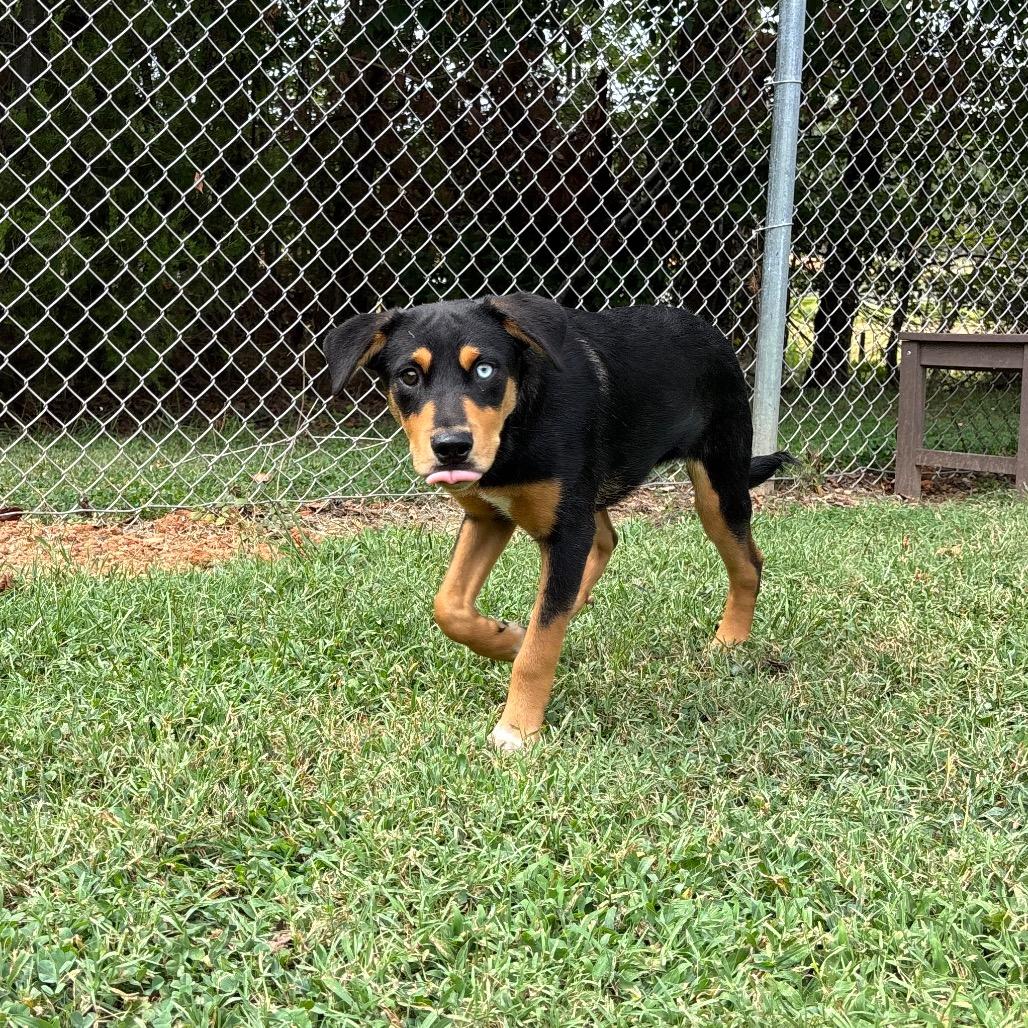 Enlarge Gibson, a Adoptable Border Collie in Roxboro, NC image 5/6