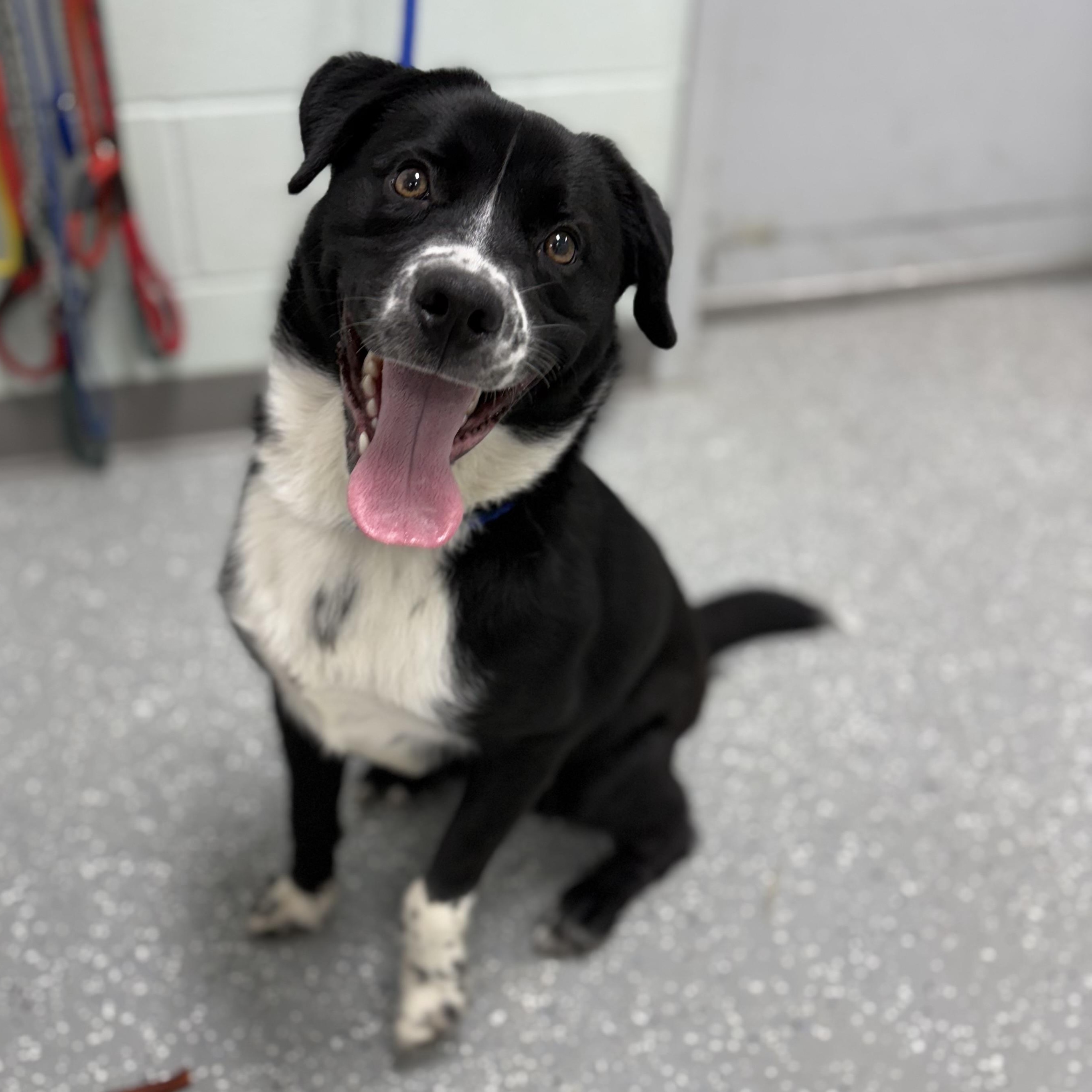Enlarge Sammy, a ADOPTABLE mixed breed in Bardstown, KY image 2/6