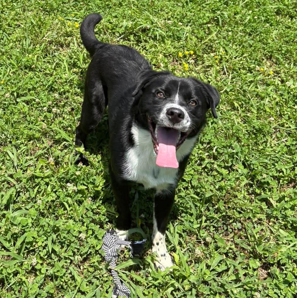 Enlarge Sammy, a ADOPTABLE mixed breed in Bardstown, KY image 5/6