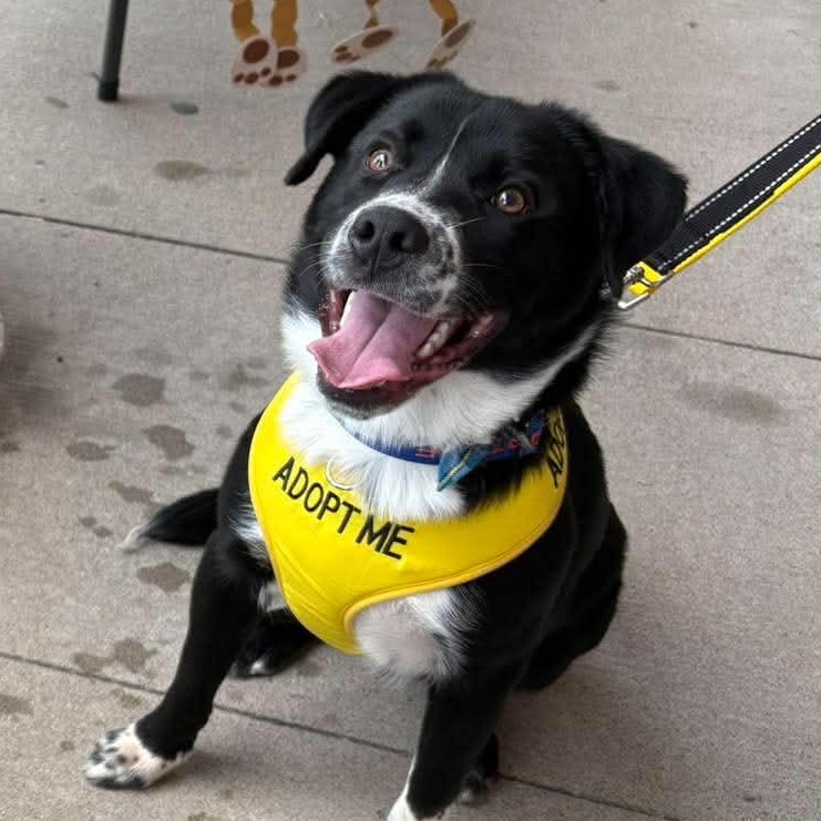 Sammy, ADOPTABLE, Young Male Border Collie.