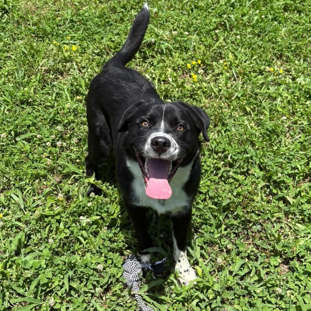 Enlarge Sammy, a ADOPTABLE mixed breed in Bardstown, KY image 4/6