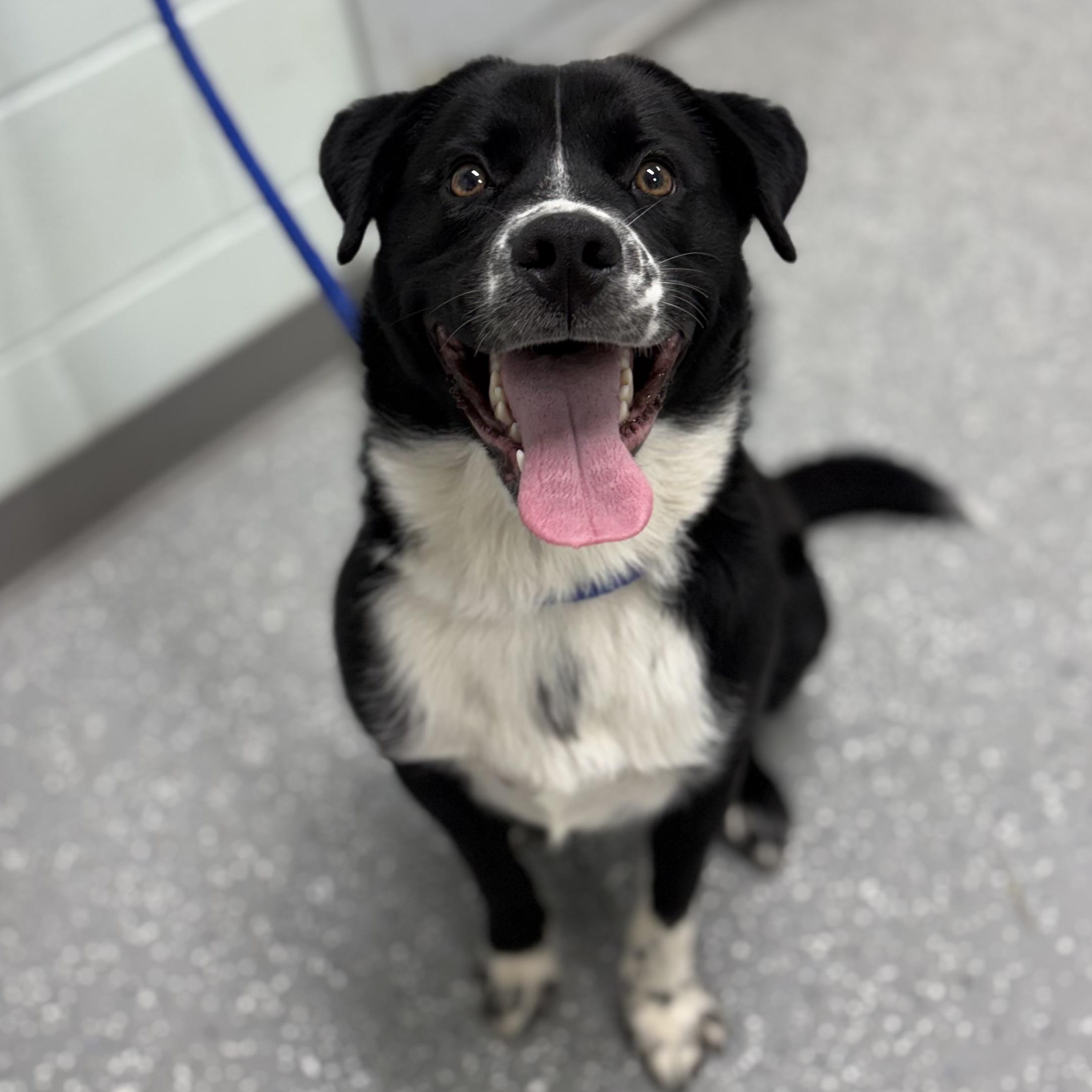 Enlarge Sammy, a ADOPTABLE mixed breed in Bardstown, KY image 3/6