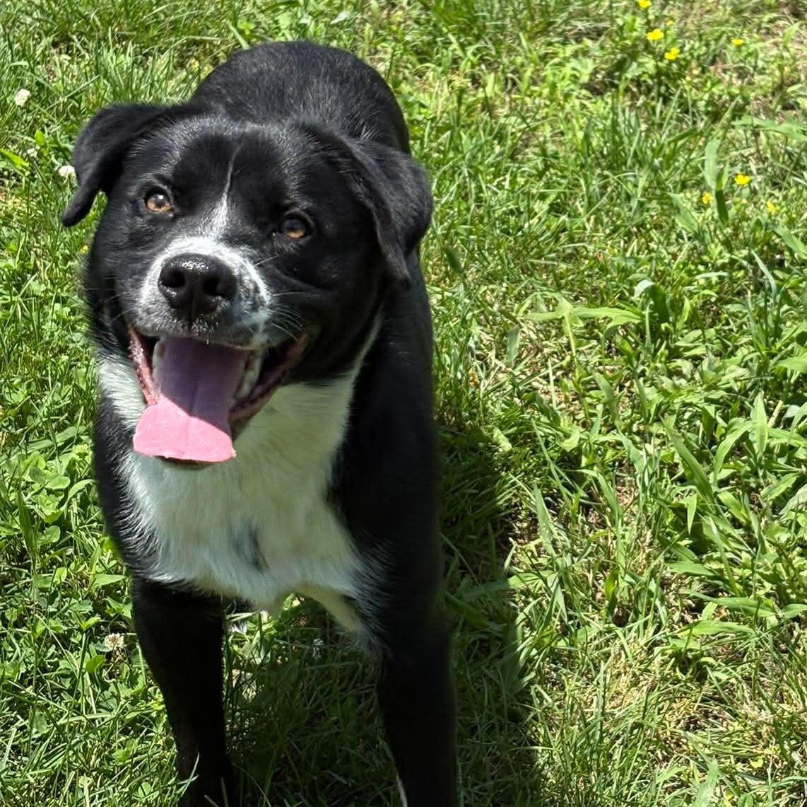 Enlarge Sammy, a ADOPTABLE mixed breed in Bardstown, KY image 6/6