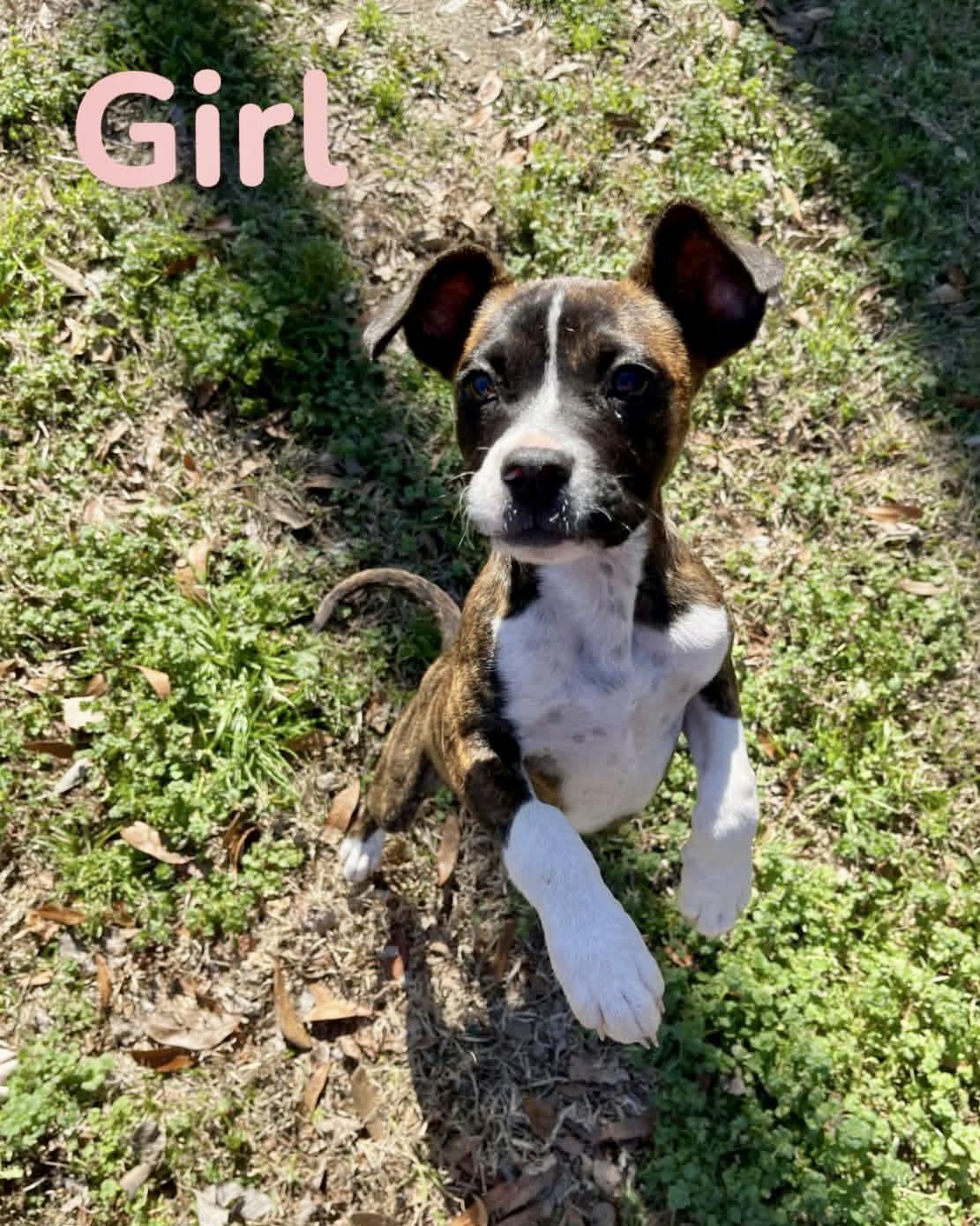 Lulu, Adoptable, Puppy Female Boxer.