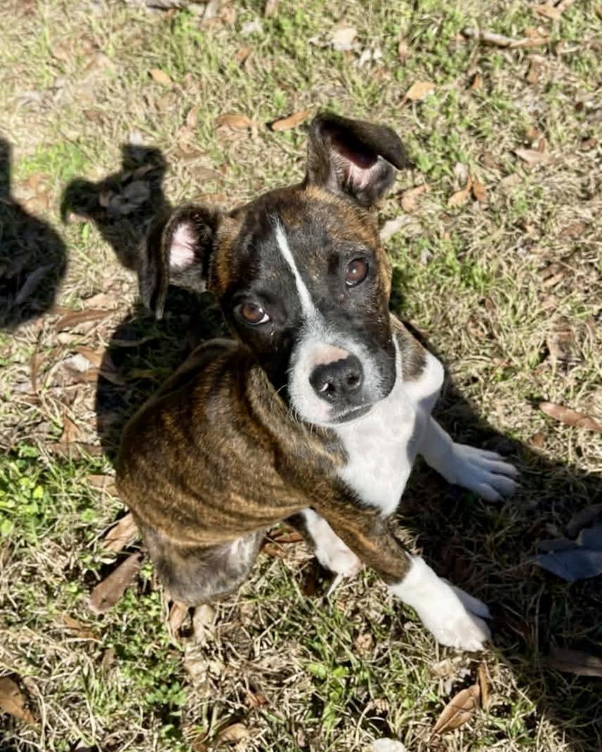 Enlarge Lulu, a Adoptable Boxer in Monticello, NY image 2/3