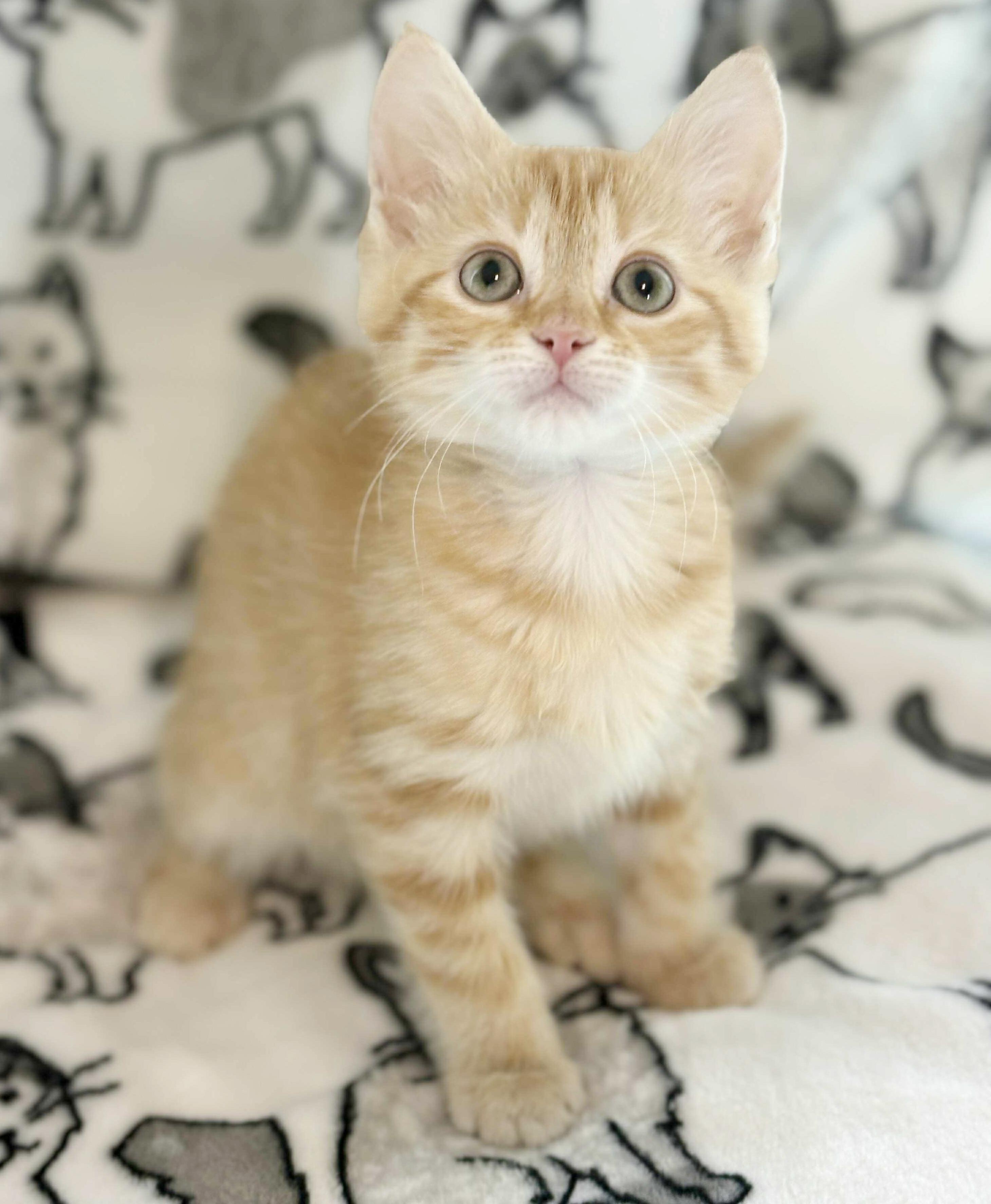 Tangerine Tart!  Beyond precious!!  RARE ORANGE FEMALE