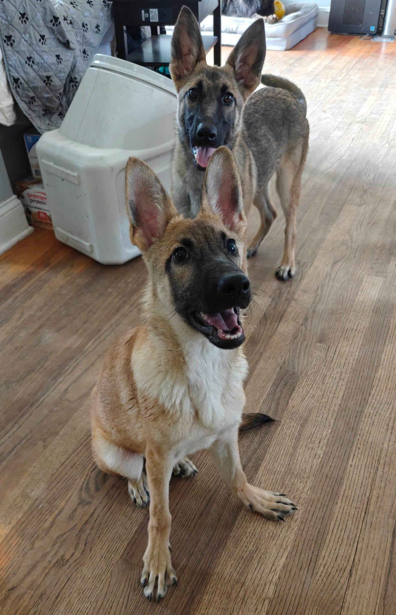 Enlarge Blossom, a Adopted mixed breed in Albany, NY image 3/3
