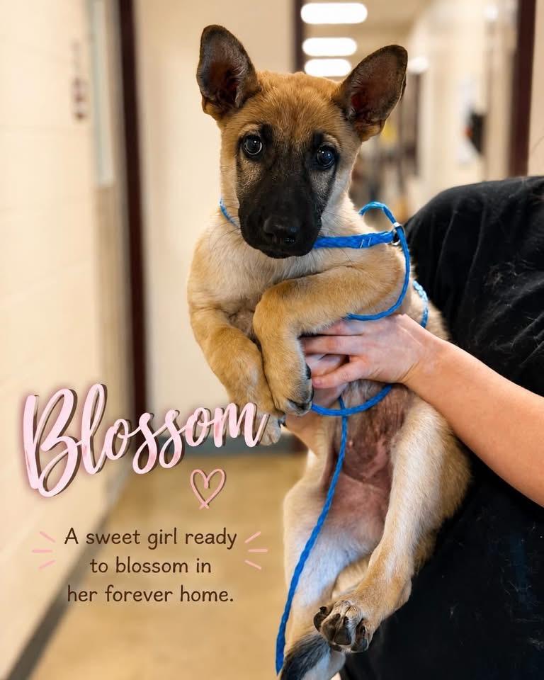 Enlarge Blossom, a Adopted mixed breed in Albany, NY image 2/3