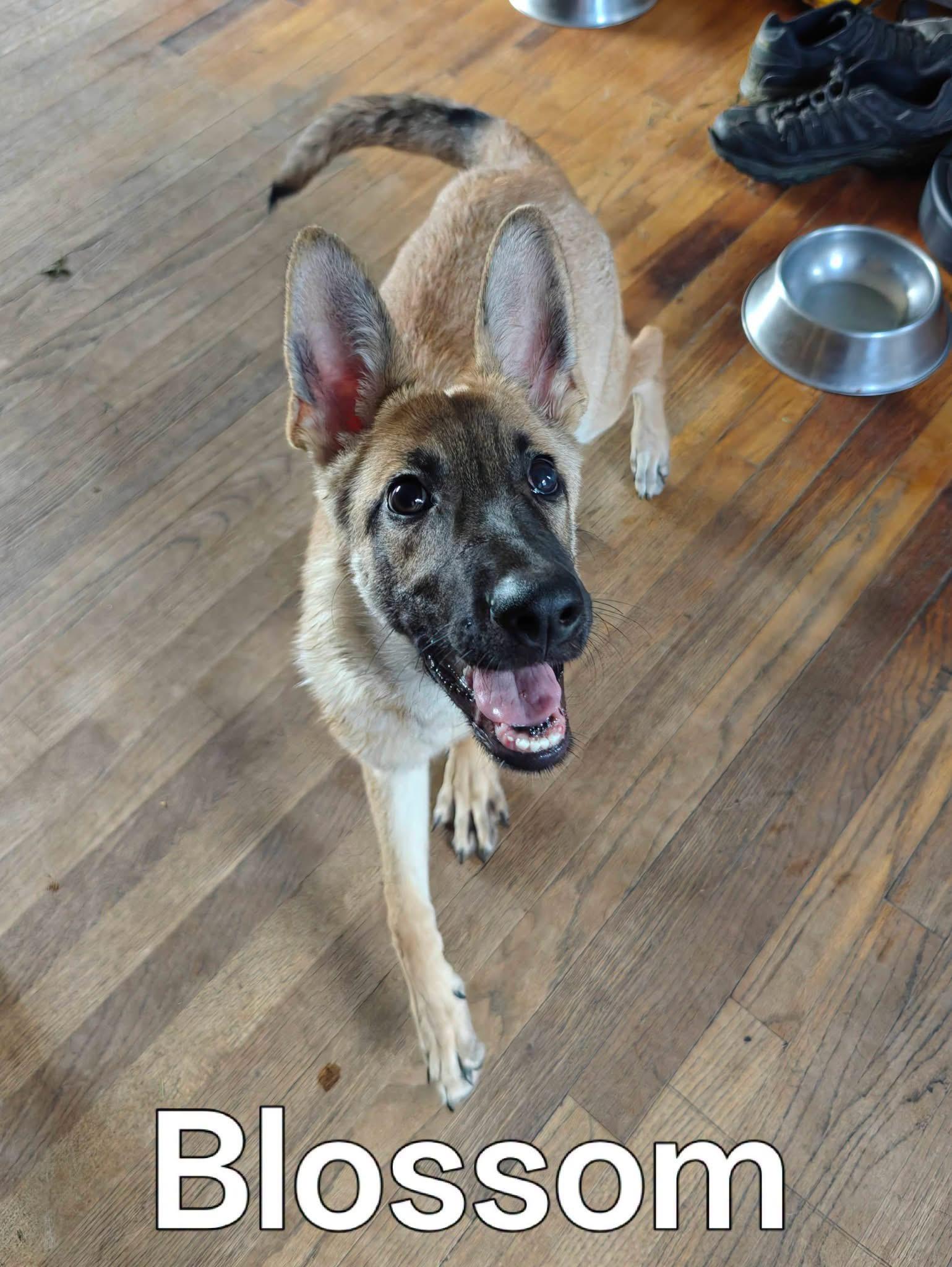 Enlarge Blossom, a Adopted mixed breed in Albany, NY image 1/3
