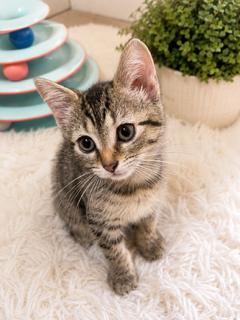 Kona, a ADOPTABLE mixed breed in Waxhaw, NC image 1/2