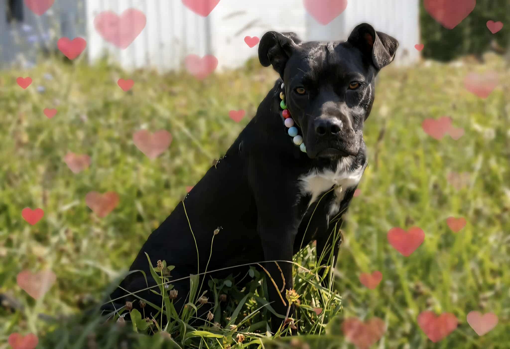 Blossom, Adoptable, Adult Female Boxer.