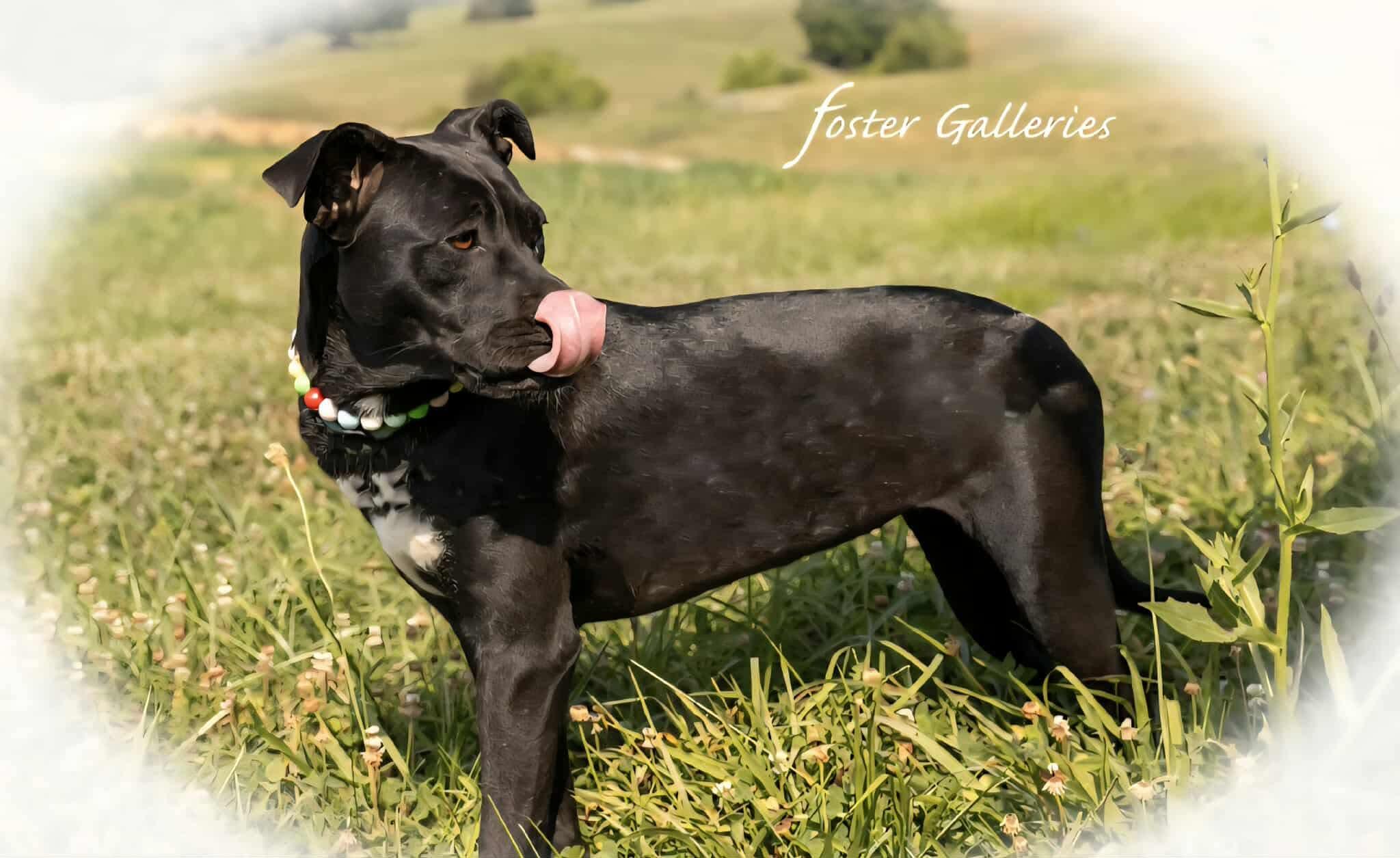 Blossom, a Adoptable mixed breed in Greeneville, TN image 3/3