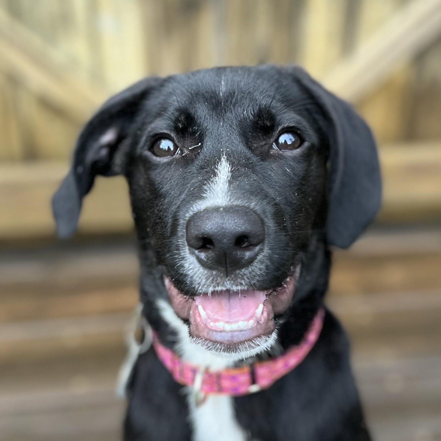 Nova