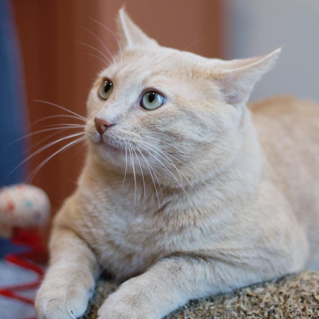 Enlarge Sandy, a Adoptable Domestic Short Hair in Cumming, GA image 1/6