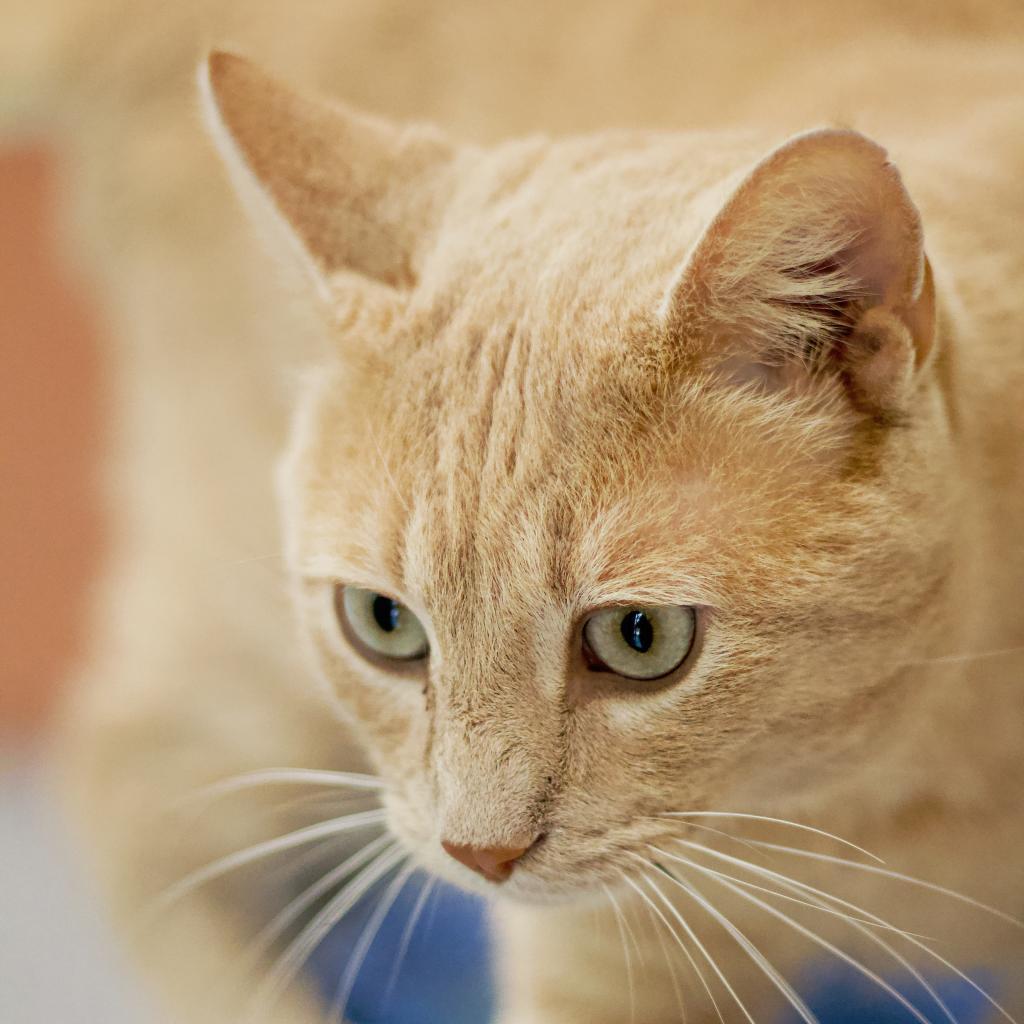 Enlarge Sandy, a Adoptable Domestic Short Hair in Cumming, GA image 2/6