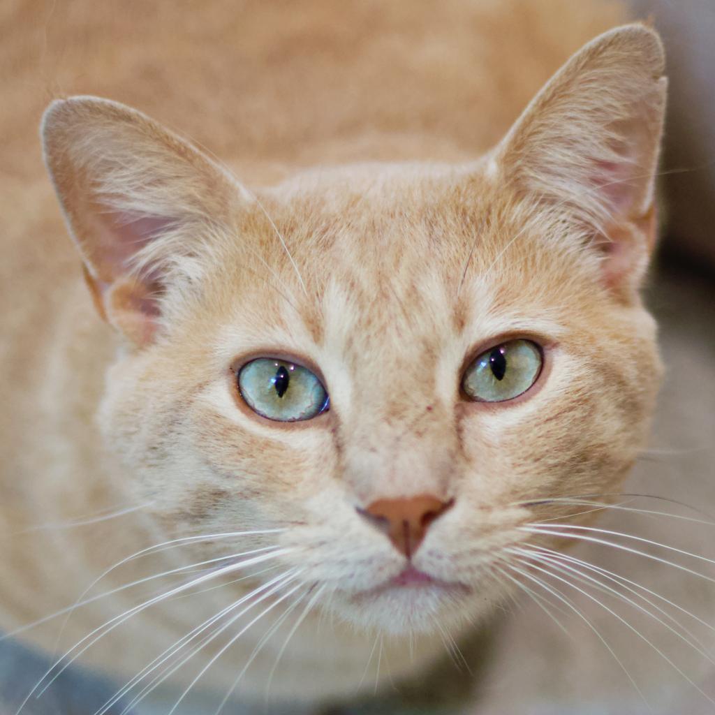Enlarge Sandy, a Adoptable Domestic Short Hair in Cumming, GA image 3/6